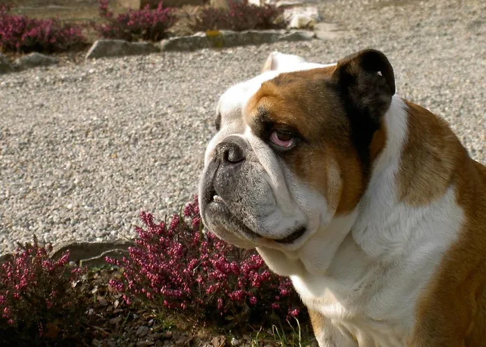 Piccolo Отель типа 