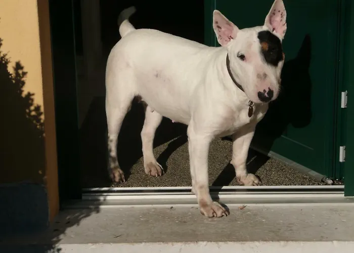 Alojamento de Acomodação e Pequeno-almoço Piccolo Travedona