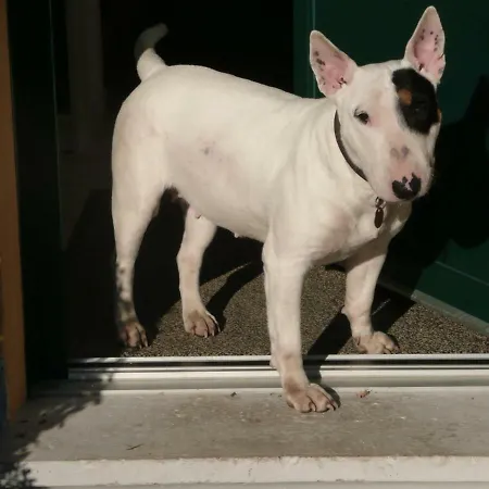 Panzió Piccolo Travedona